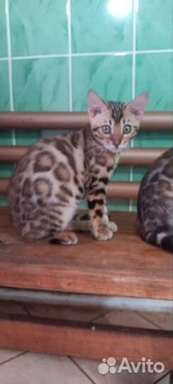 Бенгальская кошечка