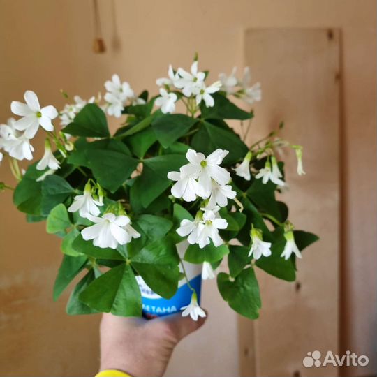 Комнатные цветы