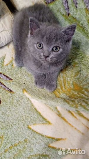 Шотландские котята