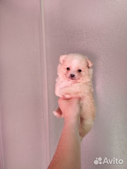 Щенки шпица