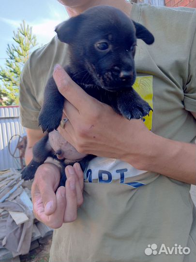 Отдам в добрые руки