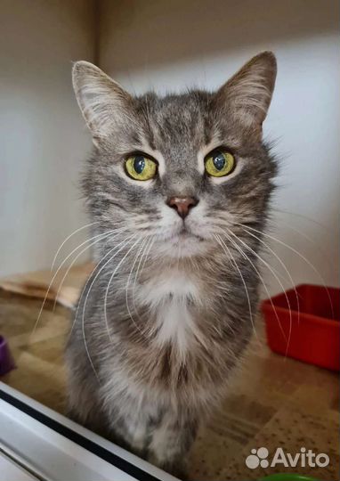 Кошка в дар бесплатно