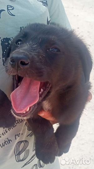 Метис, Спаниеля, Бесплатно