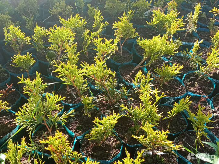 Саженцы туи Смарагд Голд