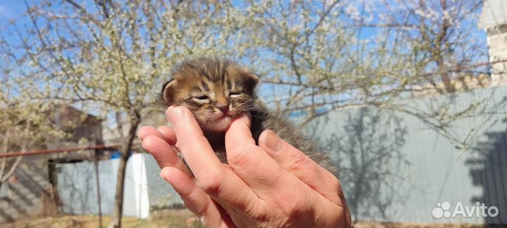 Котята в добрые руки мальчики