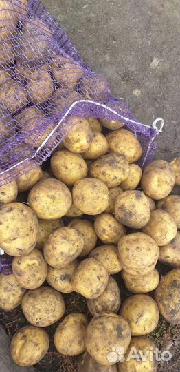 Свежий урожай