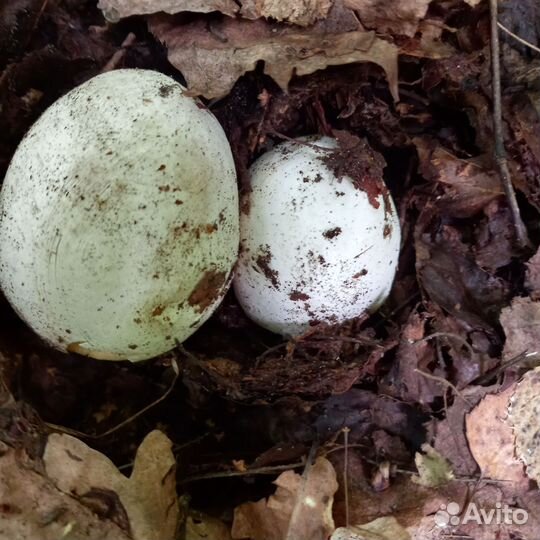 Гриб веселка