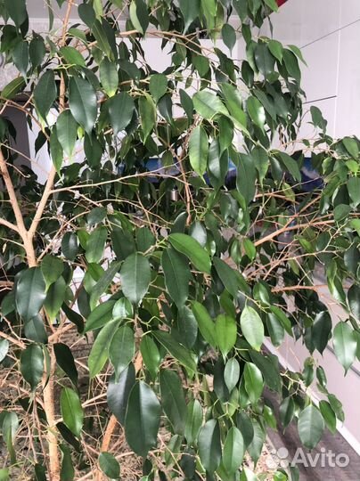 Фикус бенджамина большой