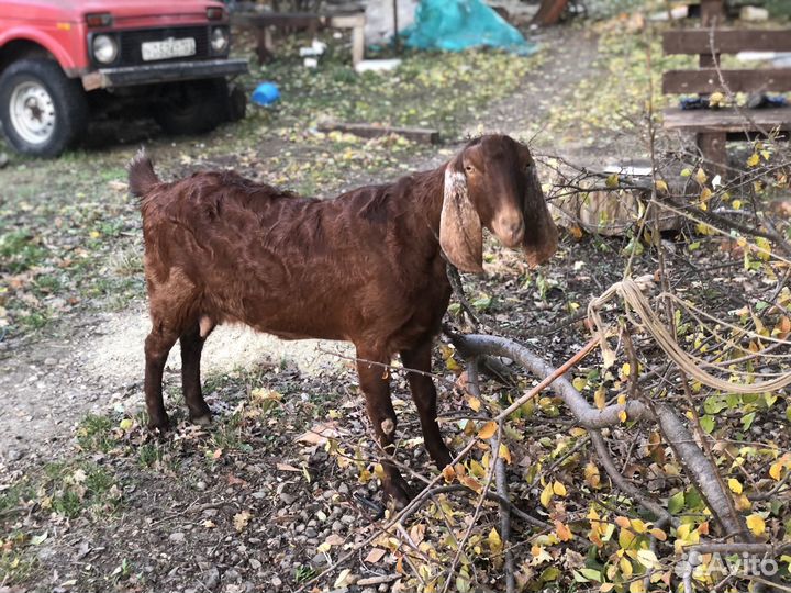 Нубийская коза 100%