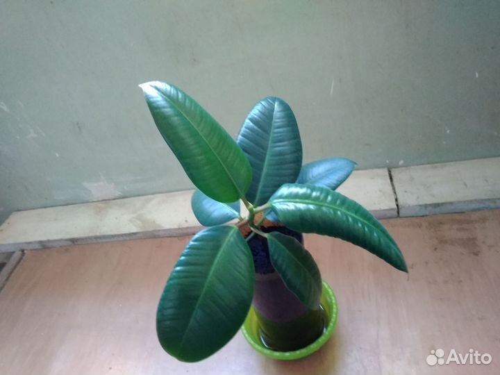 Фикус каучуконосный эластика