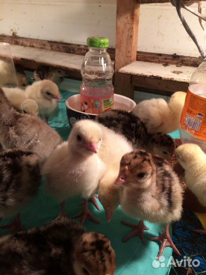 Индюшата, цыплята, инкубационное яйцо