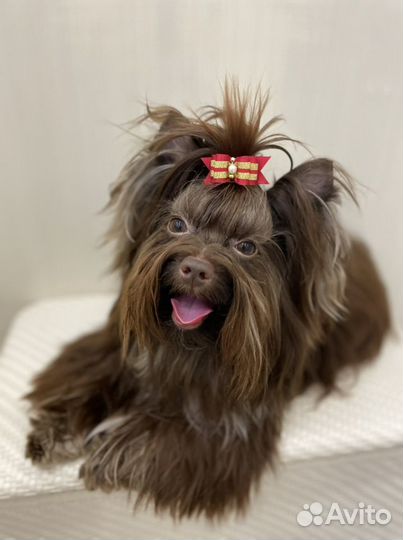 Йоркширский терьер