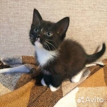 Девочка 1,5 месяца