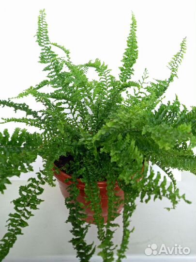 Папоротник нефролепис Соната