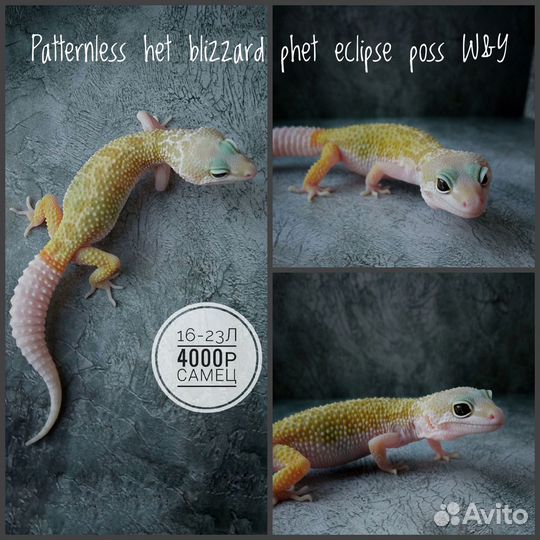 Эублефары 2023