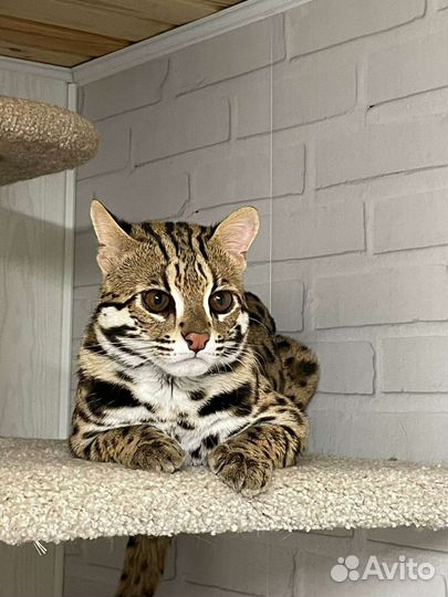 Азиатский леопардовый кот