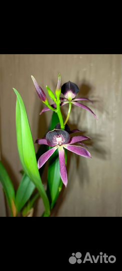 Орхидея энциклия