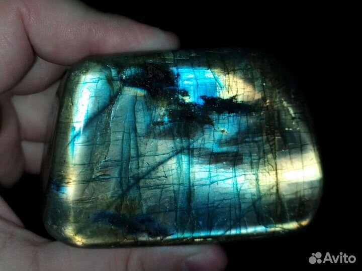 Лабрадор красивый образец