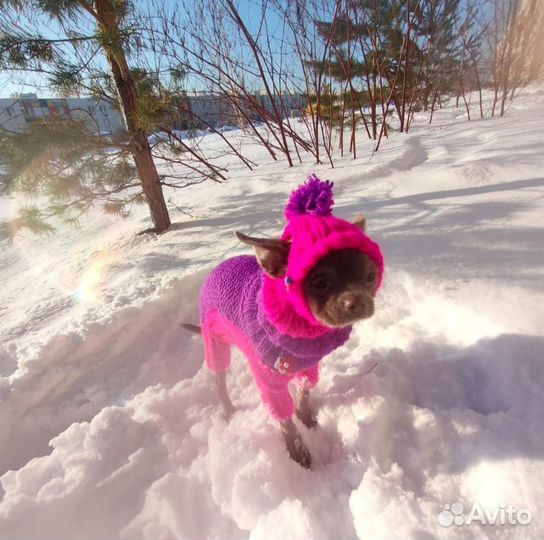 Одежда для животных