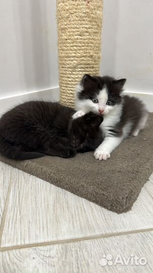 Отдам в добрые руки