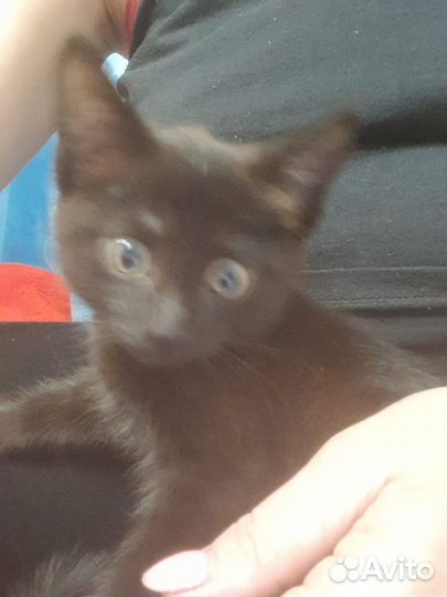 Котёнок ищет дом