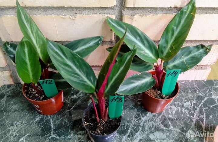 Строманта Марун