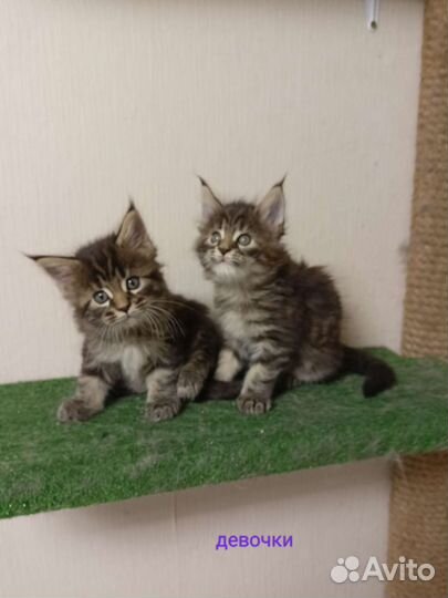 Котята мейн-кун