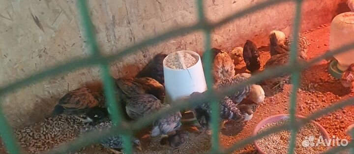 Цыплята разных пород