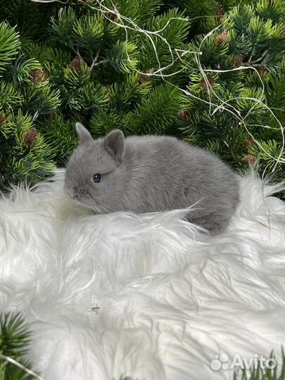 Малыши кролики