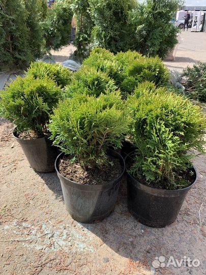 Туя шаровидная Даника