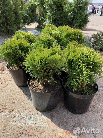 Туя шаровидная Даника