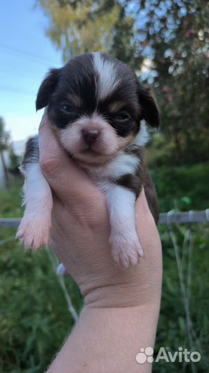 Чихуахуа мальчики