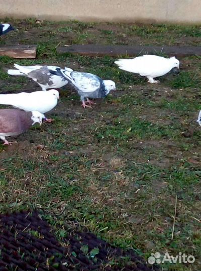 Голуби Пермяки и Николаевский полёт бабочка