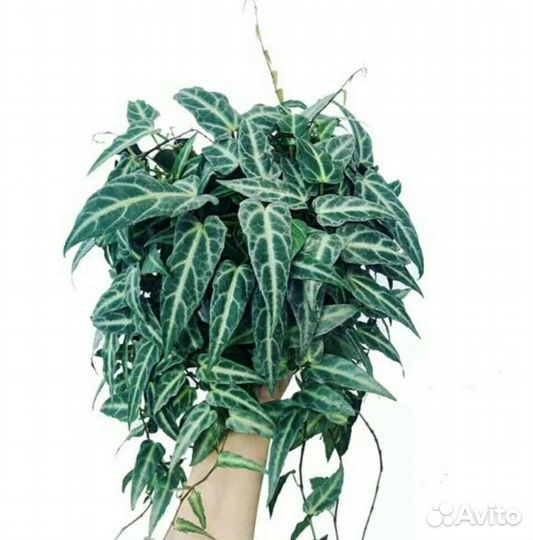 Циссус Амазоника