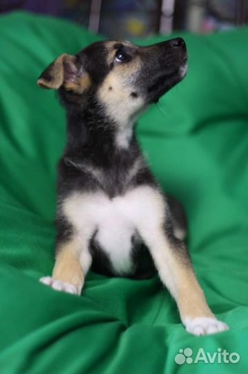 Джесси щенок в добрые руки бесплатно