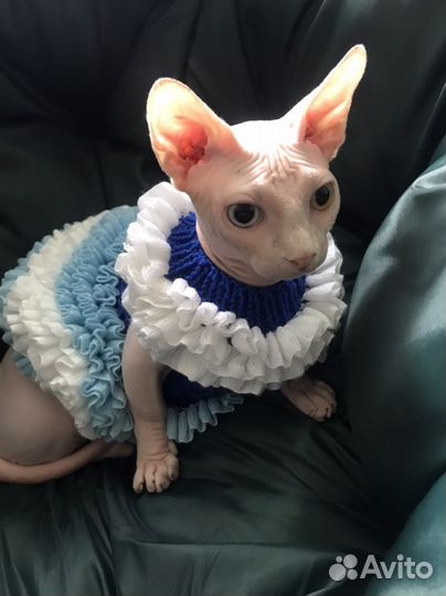 Канадский сфинкс, бамбино