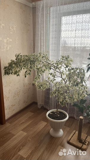 Фикус бенджамина