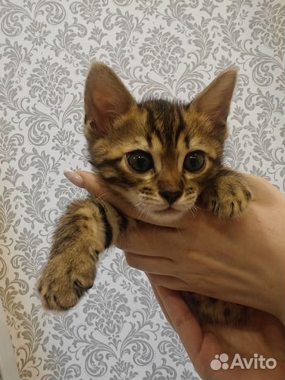 Бенгальские котята