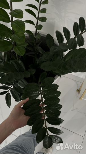 Замиокулькас
