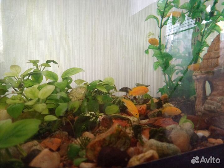 Цихлиды лабидохромис еллоу