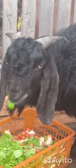 Нубо - битал