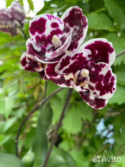 Орхидея фаленопсис MCL136