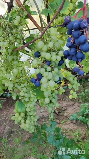Продам саженцы винограда