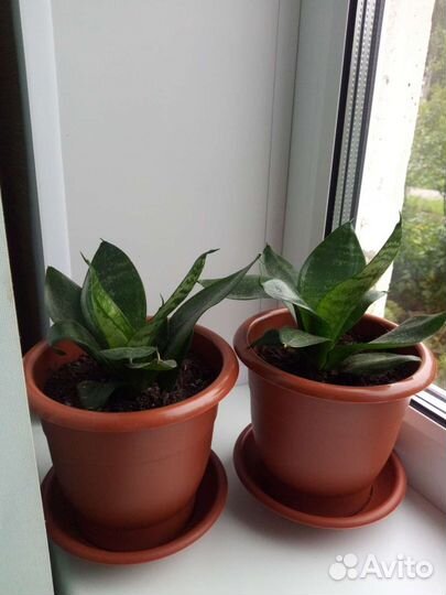 Сансевиерия низкая