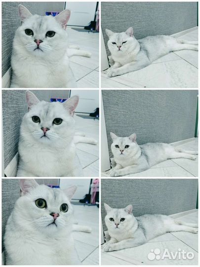 Шотландский кот вязка