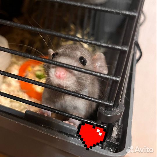 Крысята дамбо