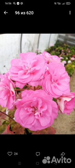 Пеларгония та майская роза