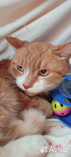 Котик в добрые руки