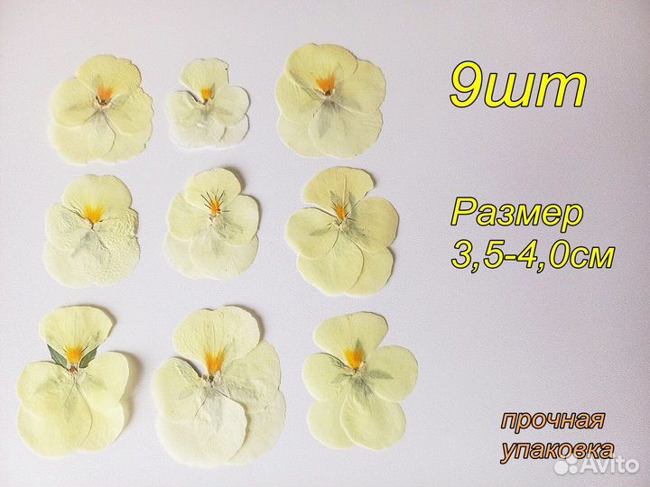 Сухоцветы анютины глазки.Для творчества