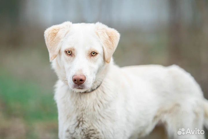 Собака девочка метис лабрадора в добрые руки